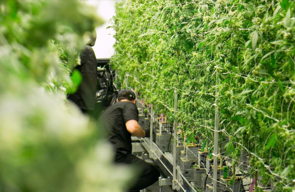 What Is Behind the Cannabis Industry's Recent Layoffs?